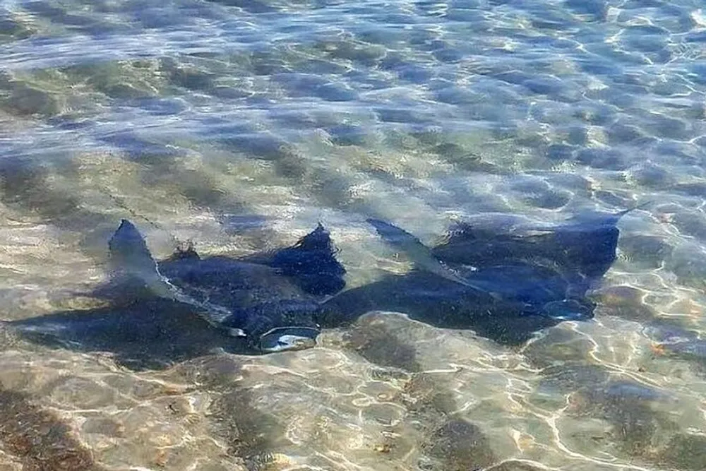 The image shows three stingrays swimming close to the surface in clear shallow waters