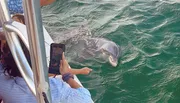 A dolphin swims close to a boat as a person captures the moment on their smartphone, while another person points towards the marine animal.