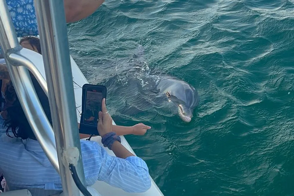 A dolphin swims near a boat as people reach out towards it and someone captures the moment on their smartphone