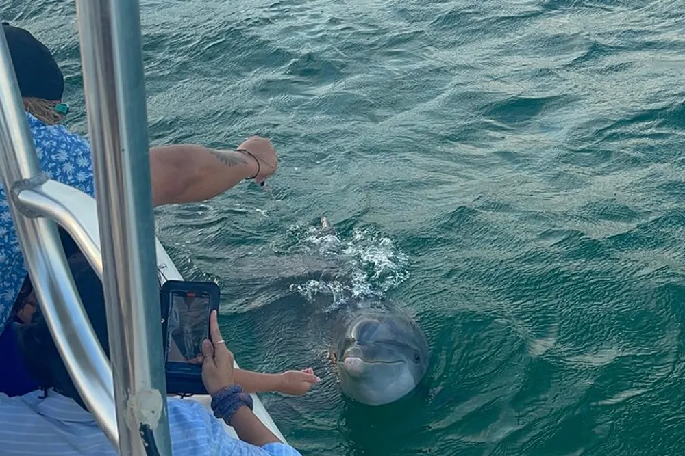 A person is leaning over the side of a boat to touch a dolphin in the water while another person takes a photo