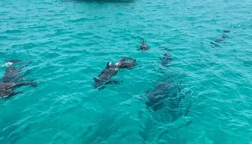 Shell Island Dolphin Sightseeing Boat Tour Photo