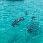 Shell Island Dolphin Sightseeing Boat Tour