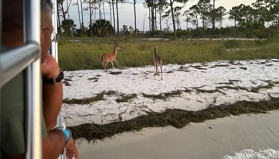 Two deer are spotted on a sandy beach with a grassy background as a person observes them from a vehicle.