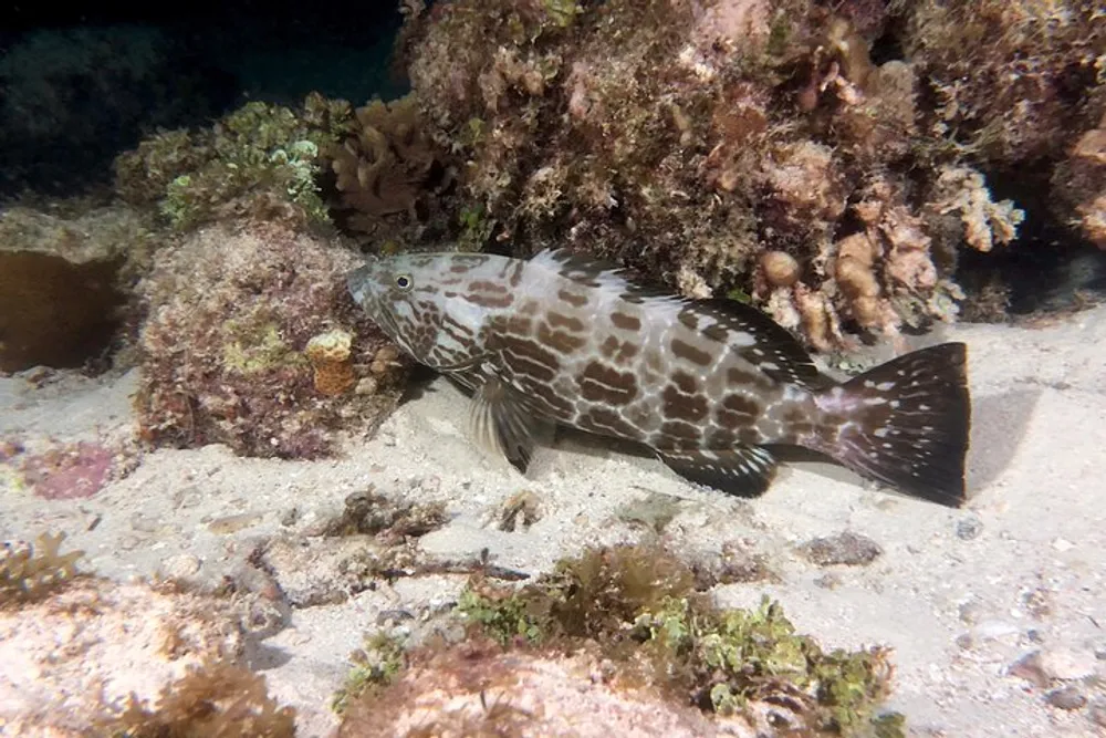 A spotted fish is swimming near the sandy bottom of a coral reef