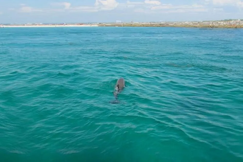 A shark fin is visible above the surface of clear blue water with a coastline in the background