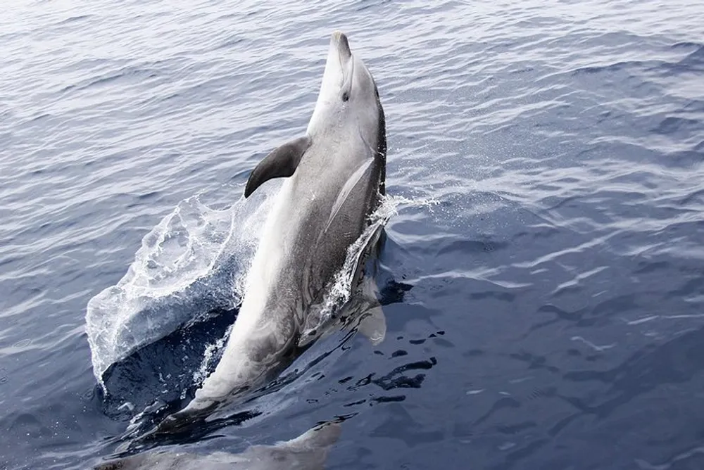 A dolphin is leaping out of the water creating a splash in a calm sea