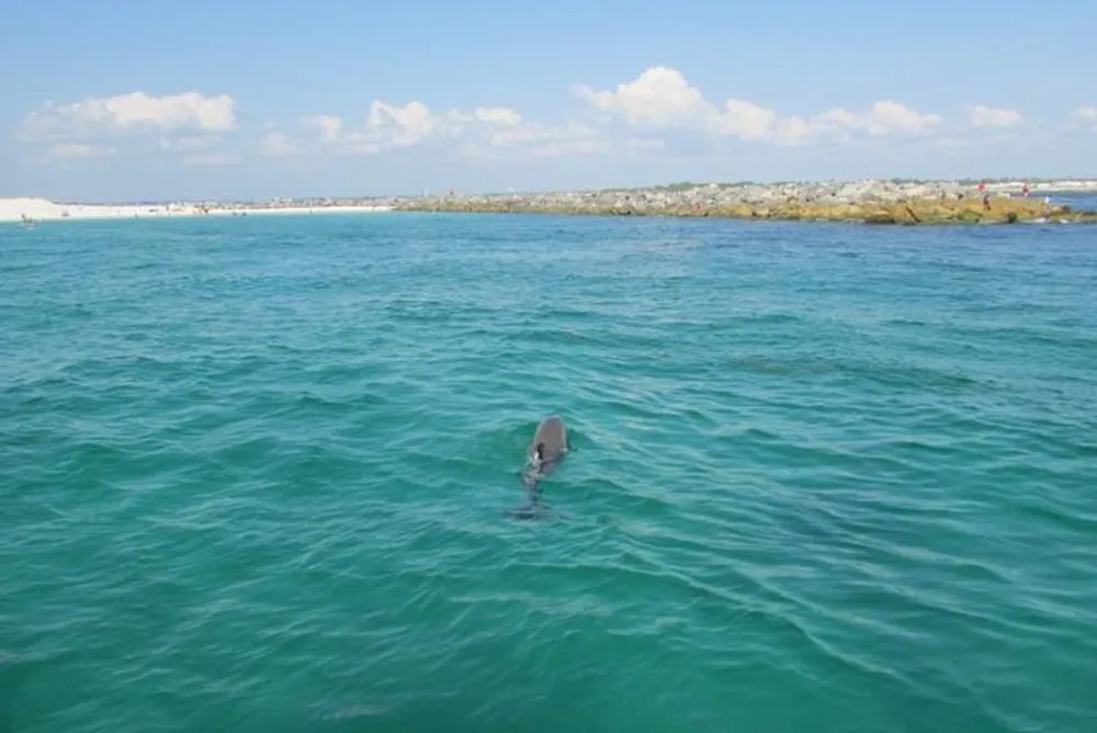 A dolphin is swimming near the surface of clear blue water with a coastline visible in the background
