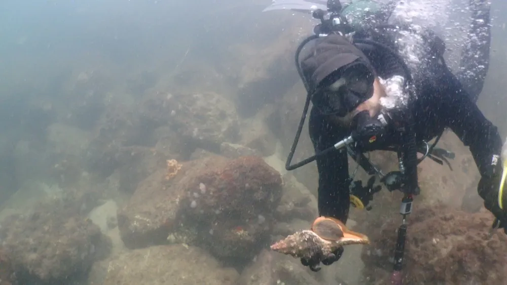 A scuba diver examines the marine environment underwater surrounded by rocks and holding a large shell