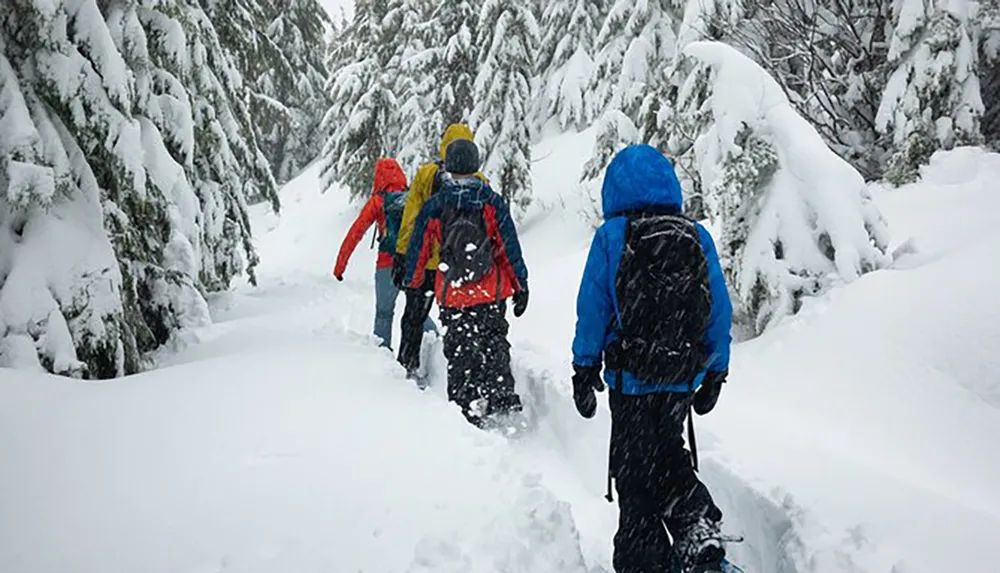A group of hikers in colorful winter gear is trekking through a snowy forest with tall snow-covered trees on either side of their path