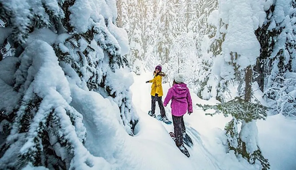 Two people are snowshoeing through a densely snow-covered forest