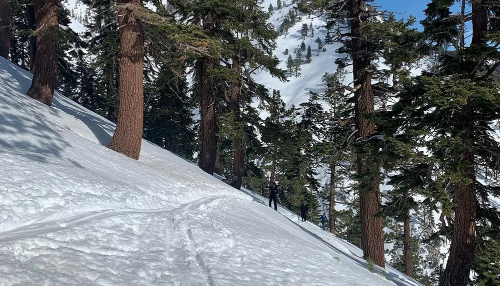 The image shows a snowy slope with tall pine trees and three individuals in winter clothing possibly hiking or trekking in a mountainous environment