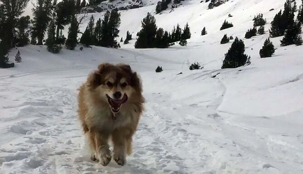 A happy dog is running towards the camera on a snow-covered trail with pine trees and a hillside in the background