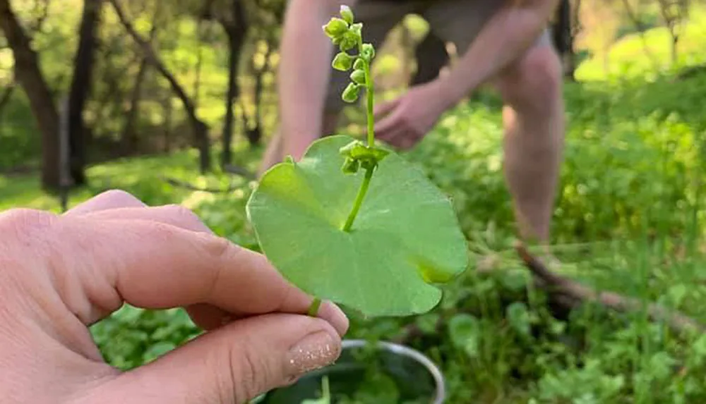 A person is holding a green plant with a heart-shaped leaf and a flower stalk in focus with a blurred background featuring another person in a natural setting