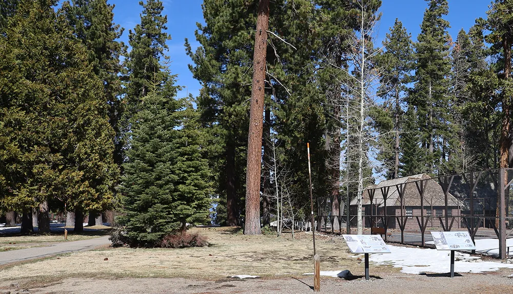 A peaceful outdoor scene with tall pine trees some snow on the ground and an enclosed tennis court in the background