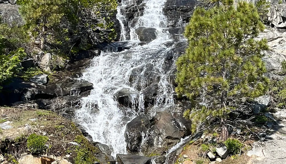 A lively waterfall cascades down a rocky surface surrounded by evergreen trees under a bright daylight