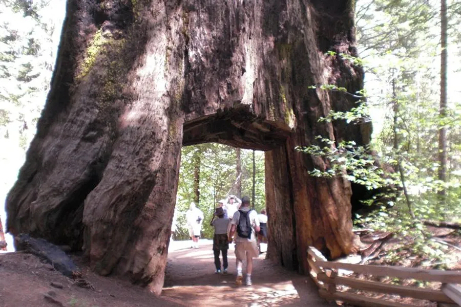 Visitors are walking through a large, tunnel-like opening carved out of a giant sequoia tree.