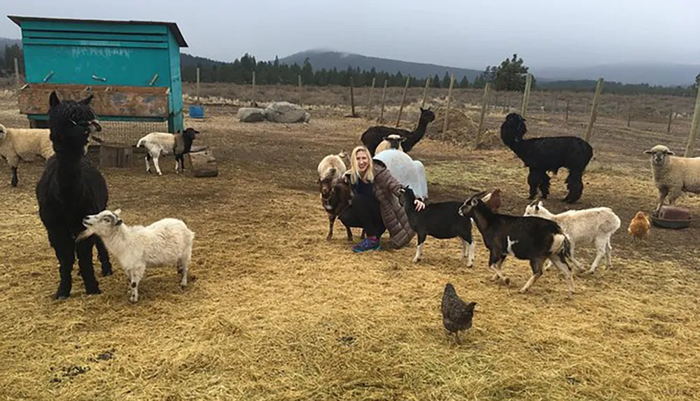 A person kneels among a variety of farm animals including goats sheep a llama and chickens in a rustic outdoor setting