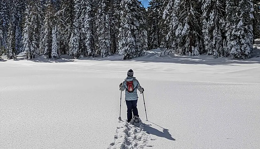 A person is snowshoeing across a snowy expanse with pine trees heavily laden with snow in the background