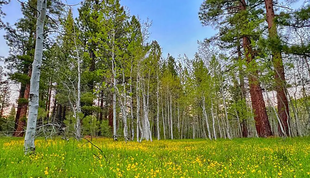 A vibrant green meadow filled with yellow wildflowers is surrounded by a mix of white-barked aspen trees and taller coniferous trees under a clear blue sky