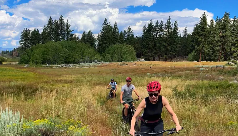 Three cyclists are enjoying a ride through a scenic meadow with a backdrop of pine trees under a partly cloudy sky