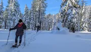 Two people are snowshoeing through a picturesque snowy forest under a clear blue sky.