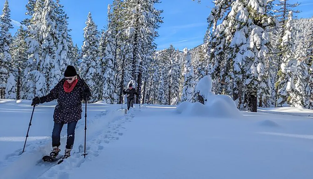 Two people are snowshoeing through a picturesque snowy forest under a clear blue sky