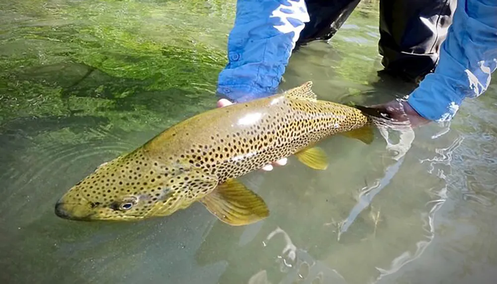 A person is gently holding a large spotted brown trout partially submerged in clear water seemingly in the act of releasing it back into its natural habitat
