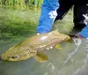 A person is releasing a large brown trout back into a clear green-tinted body of water