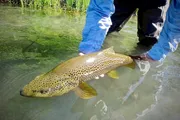 A person is releasing a large brown trout back into a clear, green-tinted body of water.