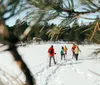 A group of people are cross-country skiing on a snow-covered trail through a pine forest on a sunny day
