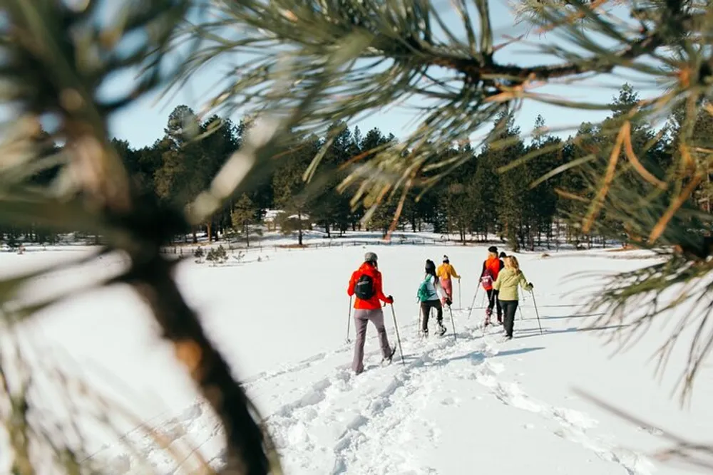 A group of people is snowshoeing through a snowy forest landscape