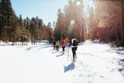 A group of people are cross-country skiing on a snow-covered trail through a pine forest on a sunny day.