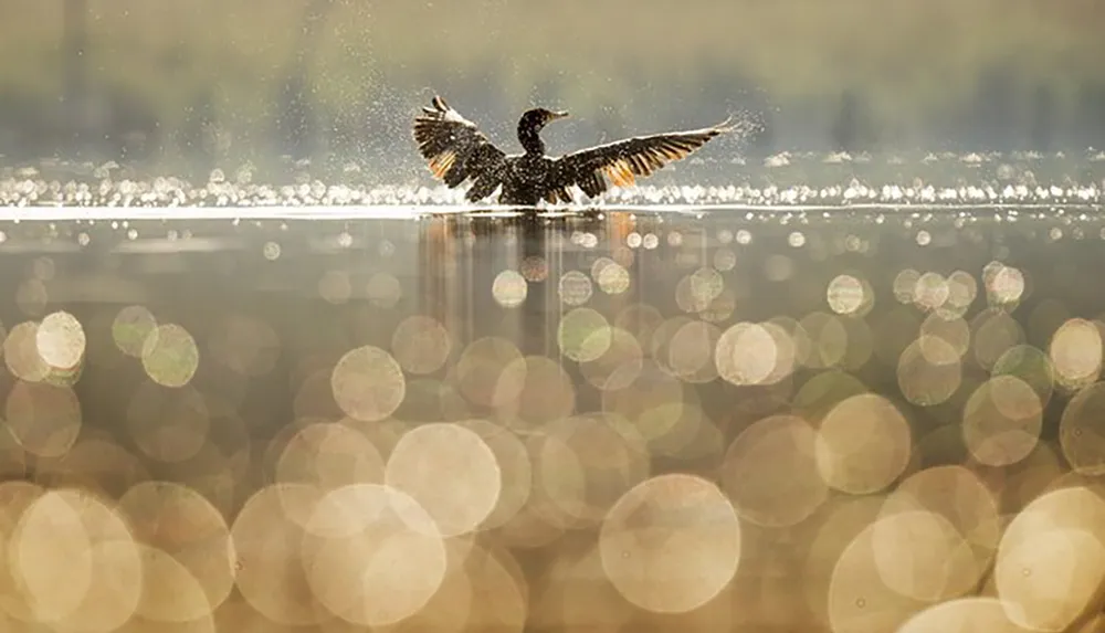 A bird is captured mid-flap above a shimmering body of water creating a spray of droplets that catch the light