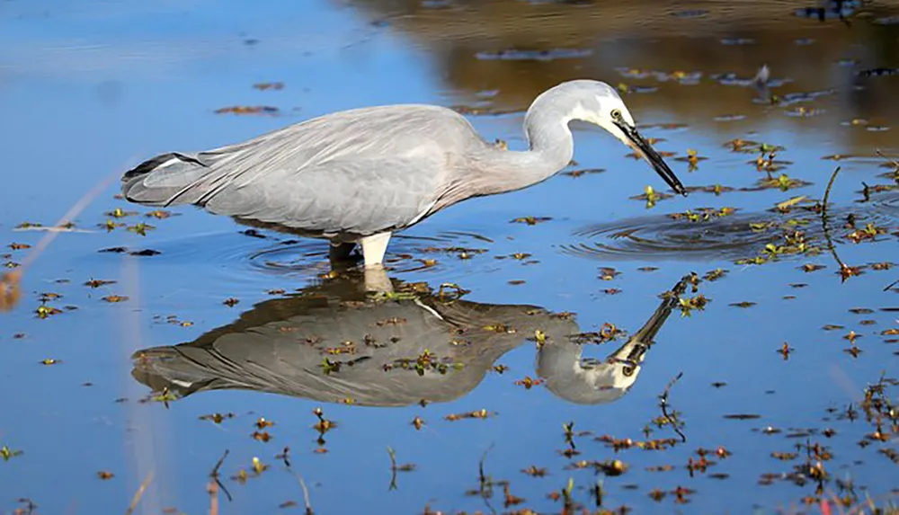 A grey heron is elegantly hunting in shallow water producing a crisp reflection on the waters surface