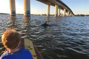 A child on a paddleboard observes a dolphin near a large bridge over water during sunset.