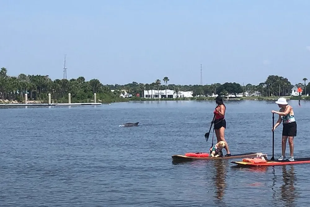 Two people on paddleboards one with a dog are sharing the water with a nearby dolphin