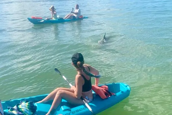 Dolphin and Manatee Kayak Tour of Daytona Beach Photo