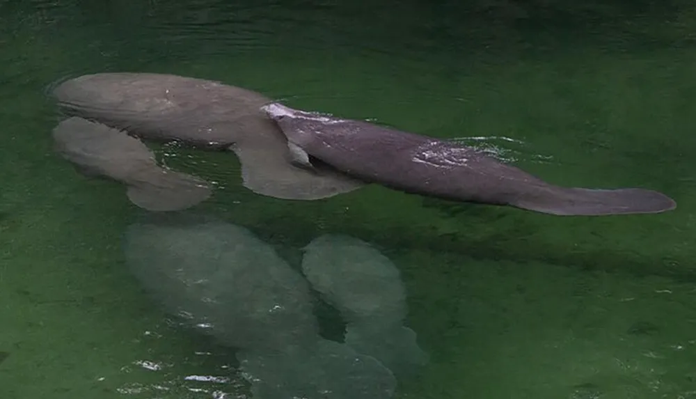 The image shows an Amazonian manatee submerged in water exhibiting its flat tail and characteristic rounded body shape