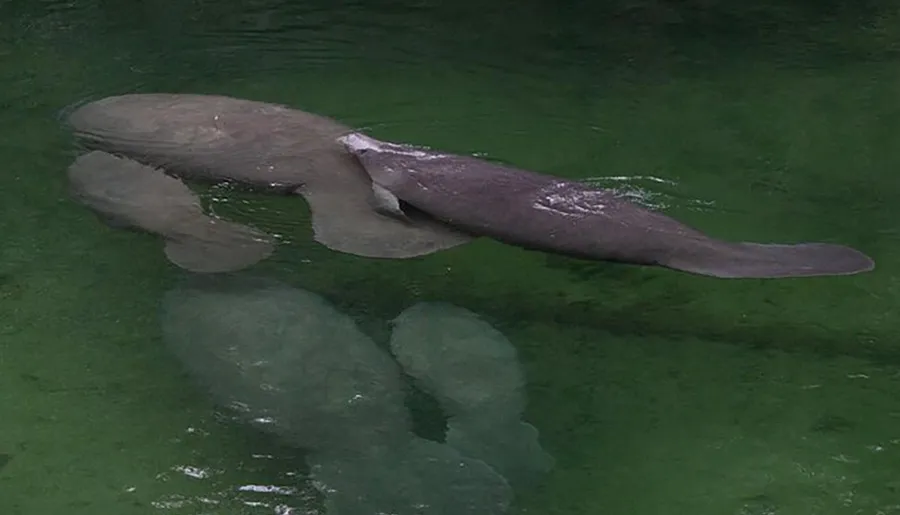 The image shows an Amazonian manatee submerged in water, exhibiting its flat tail and characteristic rounded body shape.