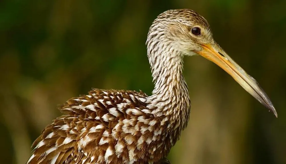 The image shows a close-up of a brown speckled bird with a long bill likely a wading bird against a blurred green background