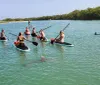 A group of people are paddleboarding in calm clear waters close to a dolphin