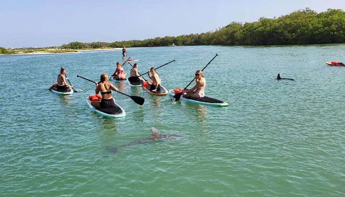 Dolphin and Manatee Stand Up Paddleboard Tour Photo