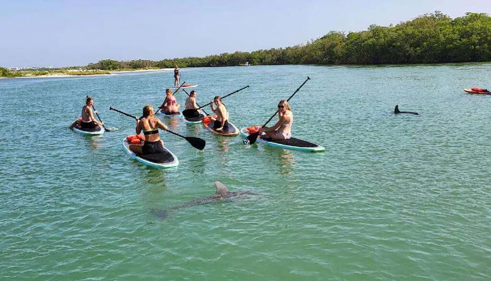 A group of people are paddleboarding in calm clear waters close to a dolphin