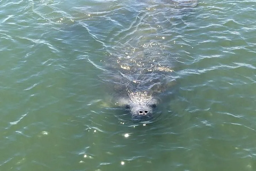 A seal is peeking its head out of the water, creating ripples around it.