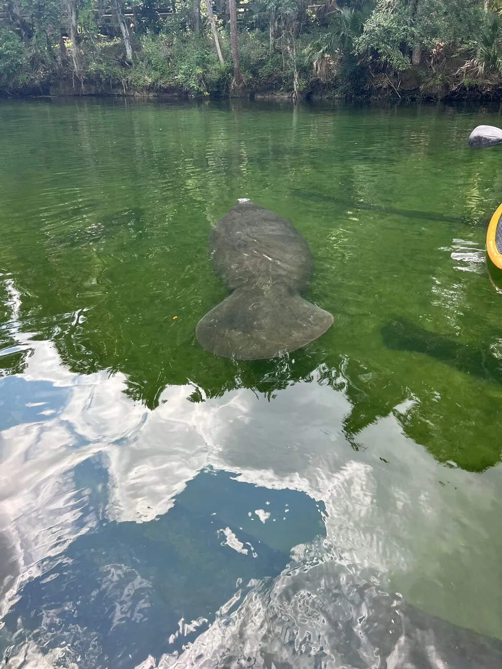 A manatee is swimming in clear green waters near a forested riverbank
