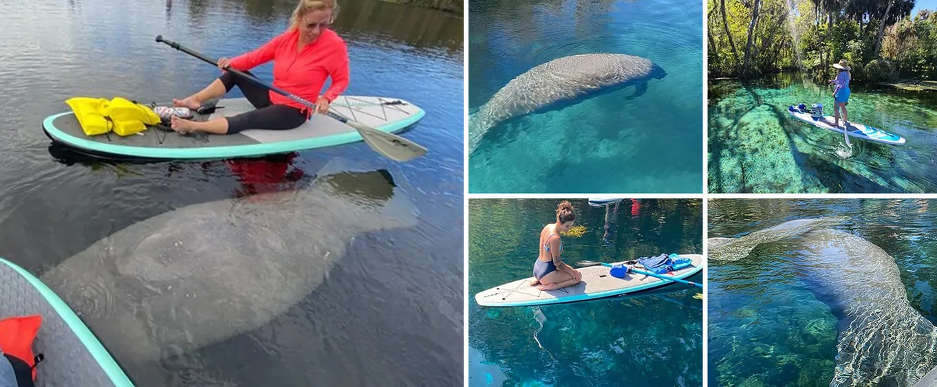 Manatee Wildlife Clear Kayak or Clear Paddleboard Adventure Tour