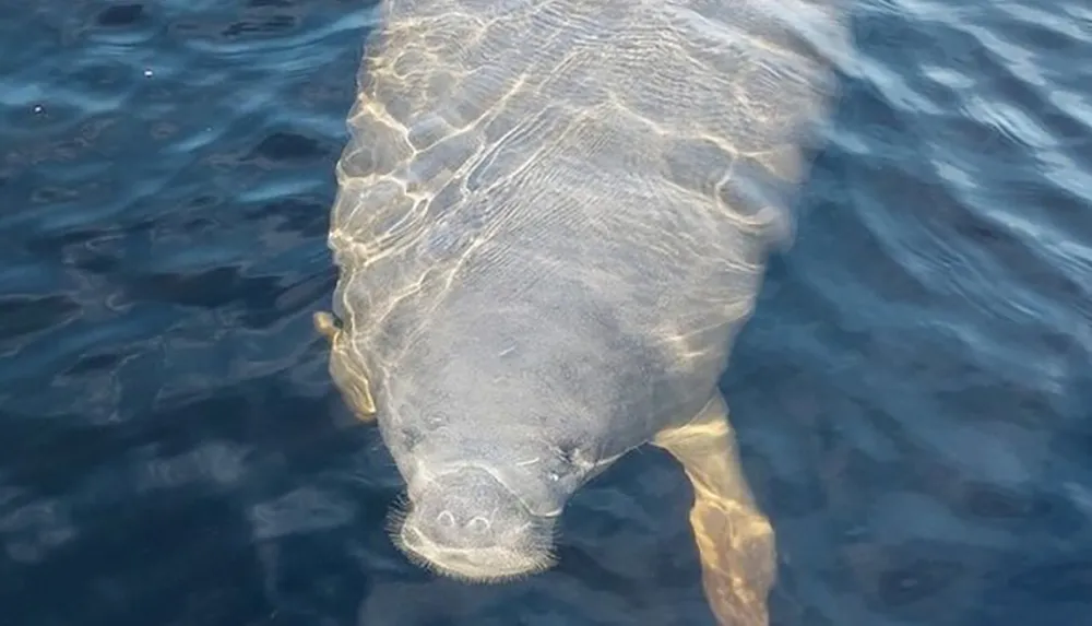 A manatee is emerging from the clear blue waters revealing its serene face and part of its large body