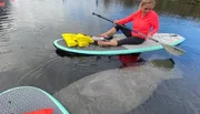 A person on a stand-up paddleboard appears surprised by the close presence of a large manatee just beneath the water's surface.