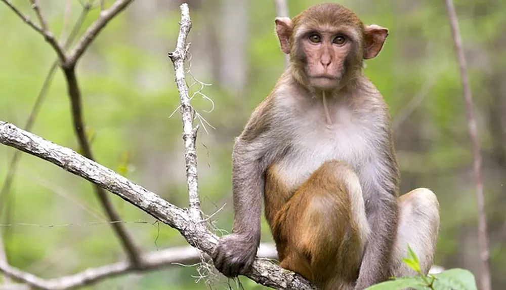 A rhesus monkey is sitting on a branch in a natural wooded environment looking directly at the camera