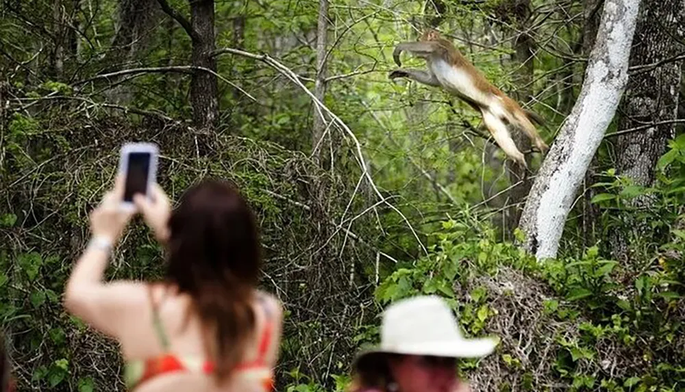 A person is capturing a photo of a leaping deer with a smartphone in a verdant forest setting